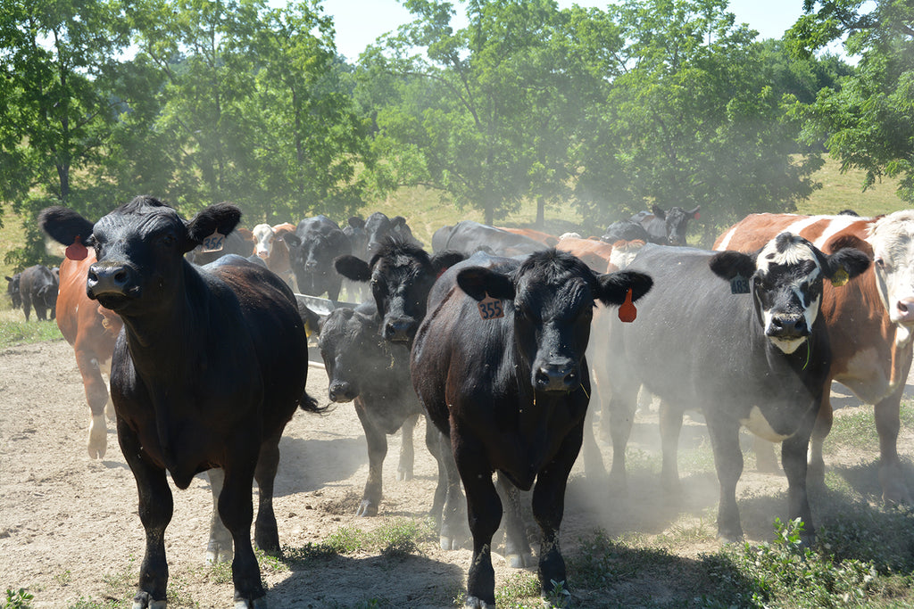 Beef Cattle in a Pasture