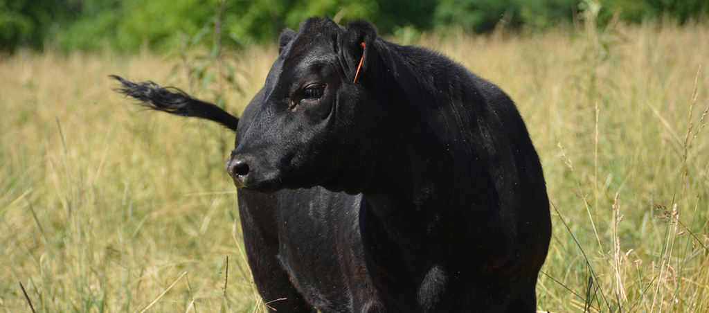 Beef cattle in a meadow at Beneker Family Farms