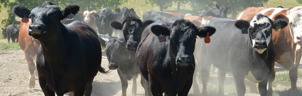 Beef Cattle in a Meadow