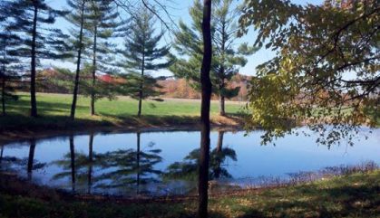 Pond for cattle to graze at Beneker Family Farms in Indiana